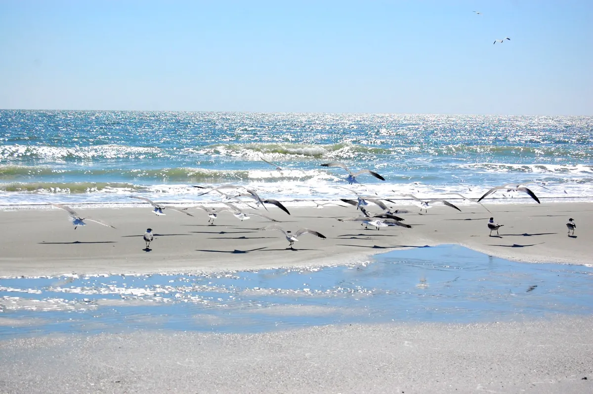A tranquil stretch of sandy beach with gentle waves rolling in, seagulls in the distance, and soft reflections in the water. The shoreline is inviting for families looking to build sandcastles, play in the surf, or simply relax by the ocean.